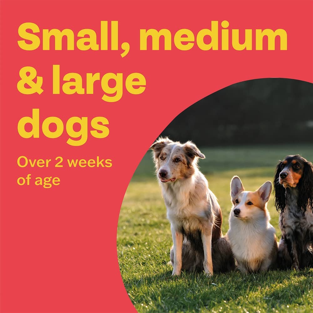 Bob Martin Clear 3-in-1 Wormer for Dogs (4 Tablets) - For Small, Medium and Large Dogs up to 40kg, Clinically Proven Treatment