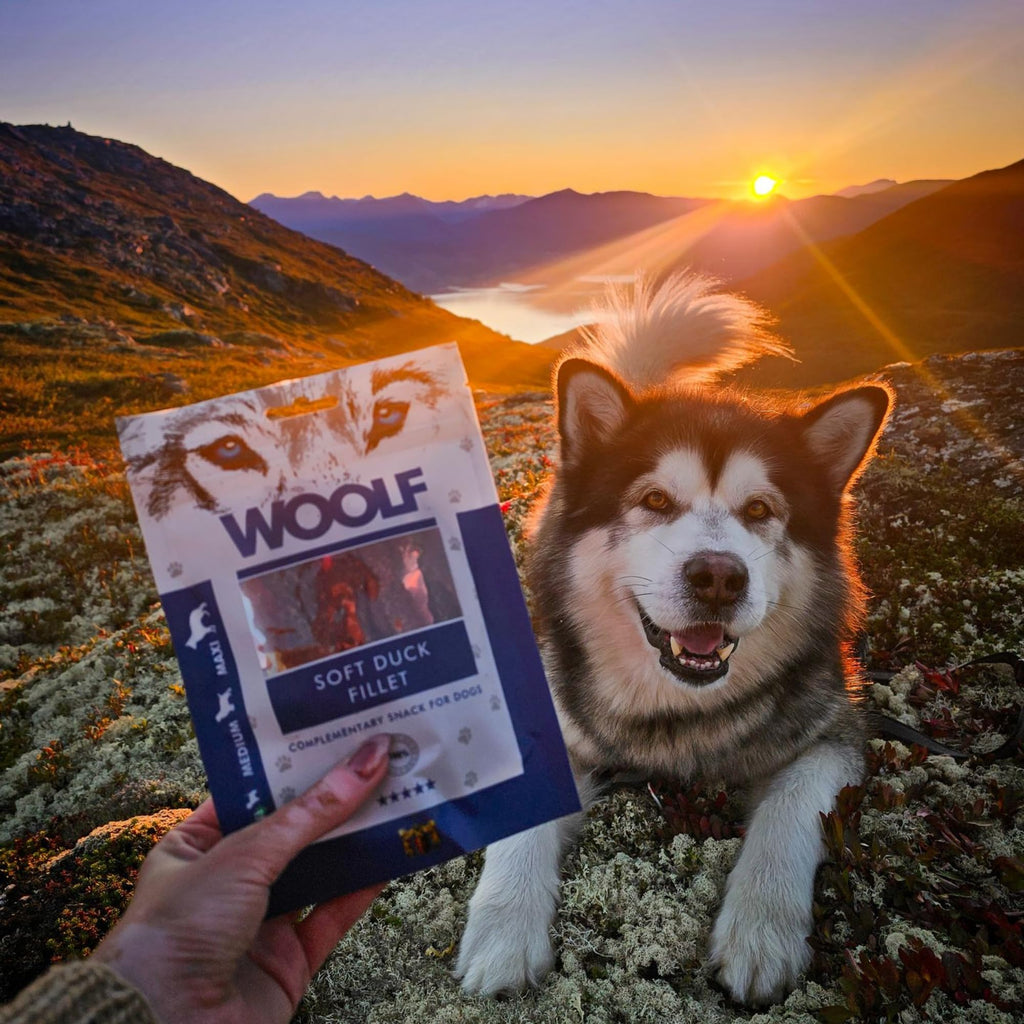 WOOLF Chicken Fillet Dog Treats - Complementary Snacks for Dogs | 100g
